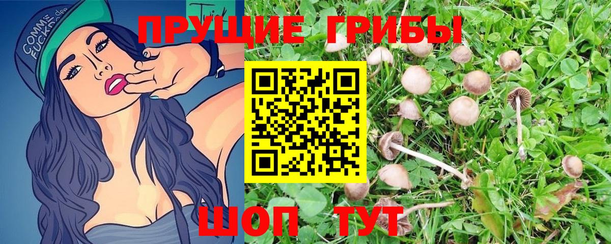 Псилоцибиновые грибы Psilocybine cubensis Малоярославец